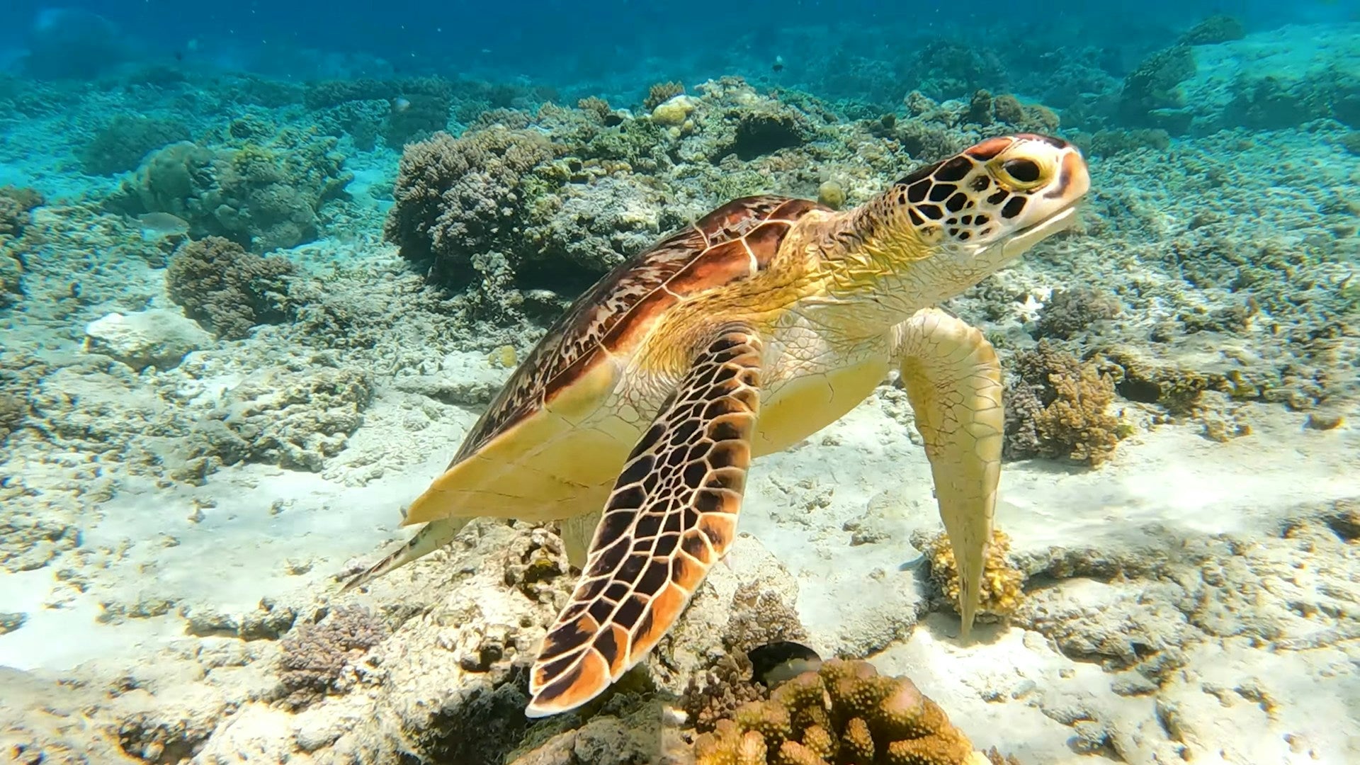 Balance Payment 1. Texas Ladies TC Bali & Gili Islands - EARLY BIRD - Total trip price: $1,880
