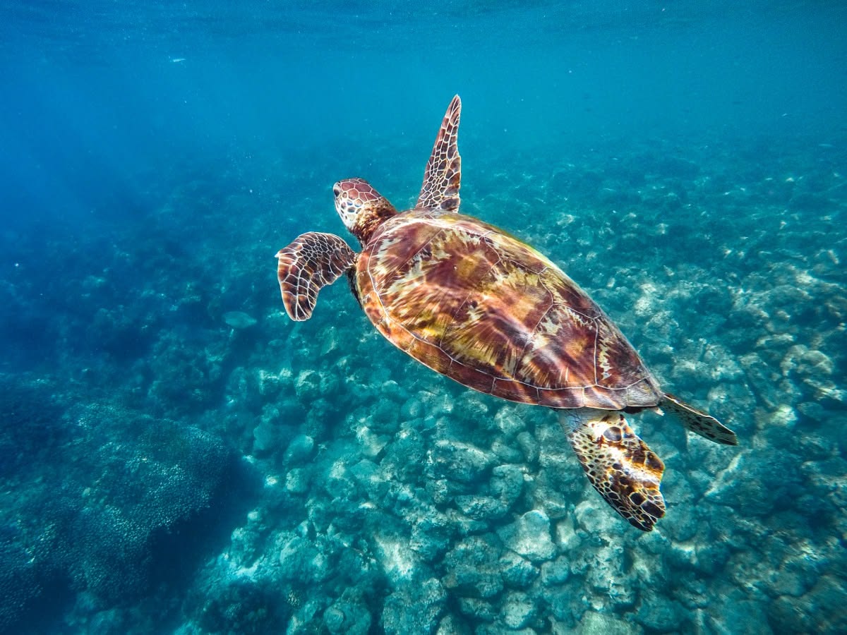 Philippines Island Explorer Deposit $650 (Noah - Total Price $2,459)